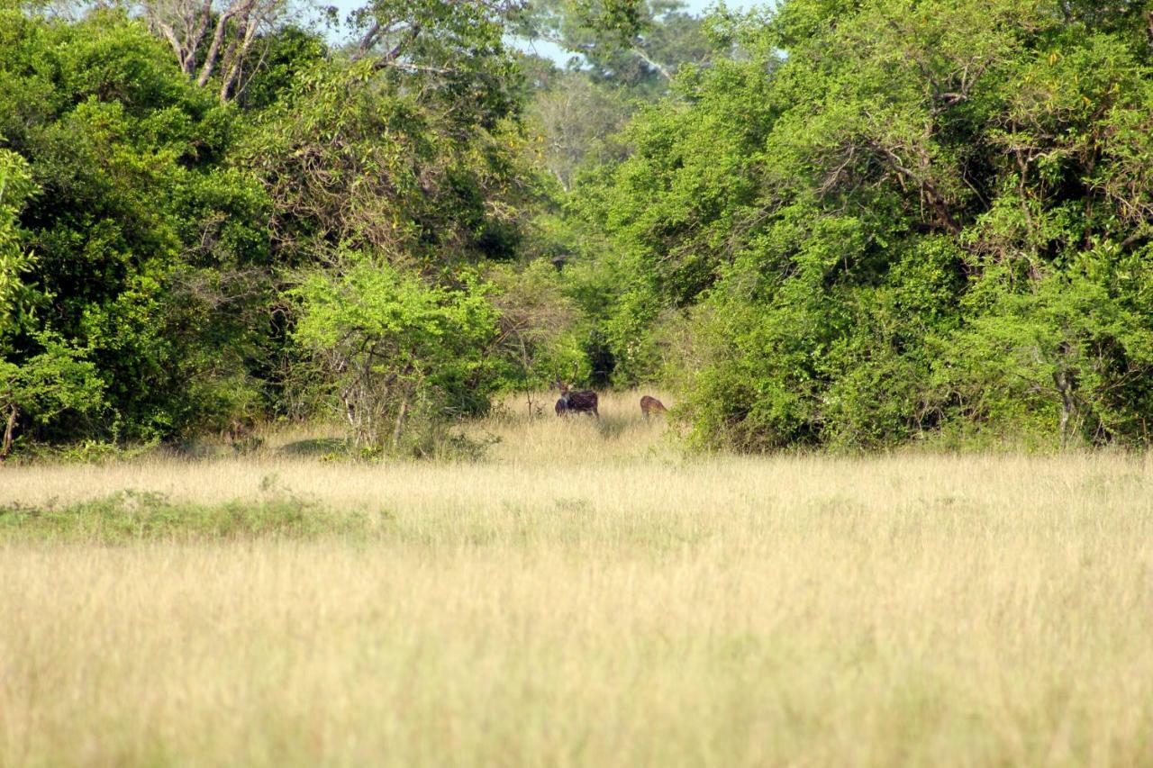 Wasgamu Safari Lodge Wasgamuwa Exterior photo